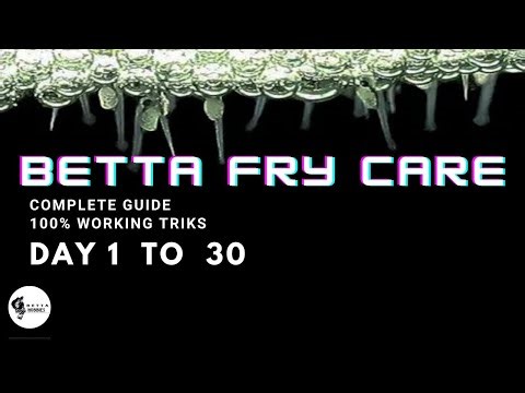 Betta Fry Care (COMPLETE GUIDE)