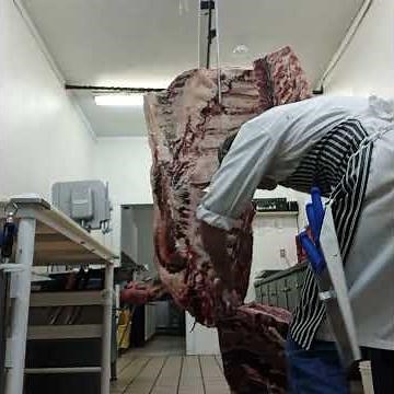 Processing a large beef front quarter.