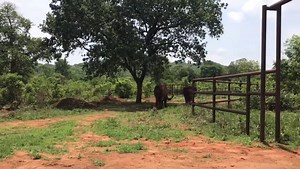 Everything is going good! Ramba and Rana had a good night. Everyone is rested, not fully rested, but much better. Rana spent most of the night inside even though she had access in and out. Ramba spent most of the night outside but it looks like they were back-and-forth a lot. They have had good interactions this morning, but no physical touch yet. We did decide to open up the gates between them at which point Rana went over towards Ramba and turned around, she was really submissive as she approa