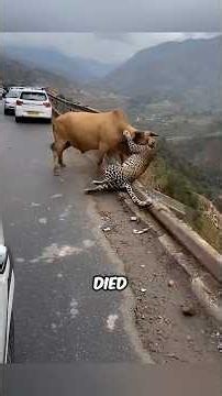 Animals With the Saddest Endings Part 2 #facts #animals #wildlife