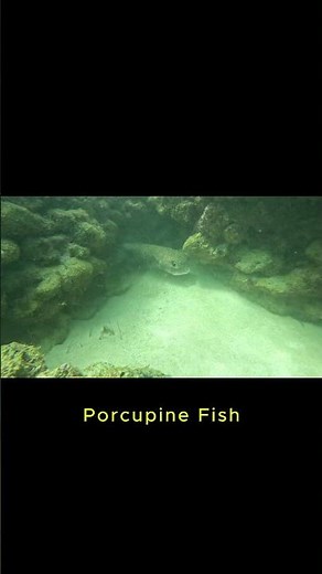 Porcupine Fish