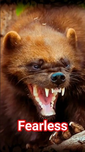 The Most Fearless Animal on Earth .. The Wolverine