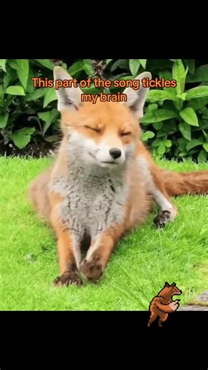 🐾 The Fennec Fox Twins! 🦊 (@beanie_boos_4everr)’s videos with som original - 𝚝𝚑 🪐