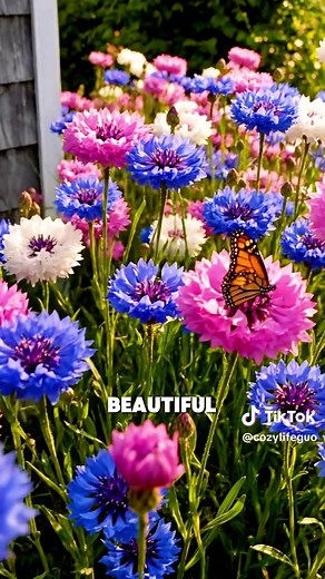 Cornflowers: Tough and Easy-to-Grow Garden Flowers