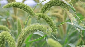 Close-up Focus Millet Spike Shallow Depth 库存影片视频（100% 免版税）3525994939 | Shutterstock