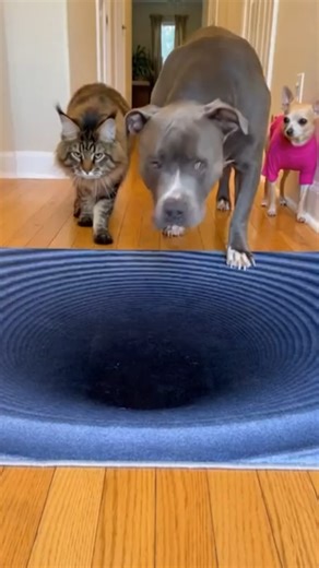 The Pitbull is totally tricked by the 3D vortex rug, while the cat walks right over it! 🤣 Who handled it better? #funnyanimals #pitbull #cat #opticalillusion #3Drug #dogreactions #smartcat #viralvideo #petlovers #dogvscat #funnyvideos #pets #viral #trending #fyp #foryou #comedy #funnyvideos #lol #humor #watchthis #viralvideo #trendingnow #facebookreels #reelsfb #share | Cat Texts