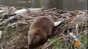 You may be off today, but beavers are hard at work. We take you to Grand Teton National Park in Wyoming, where beavers are as busy as, well, beavers. Videographer: Judith Lehmberg https://cbsn.ws/3h8FE5h | CBS Sunday Morning