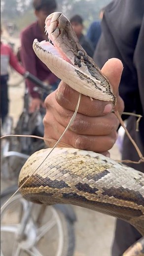 See how many teeth a python has.