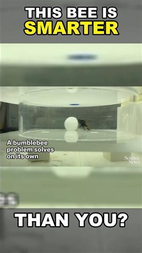 This Bumblebee Is Smarter Than You