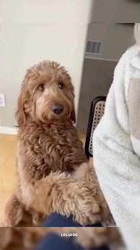Funny Dogs Too Cuddly, Dogs vs Cats | Water Obsessed Dogs