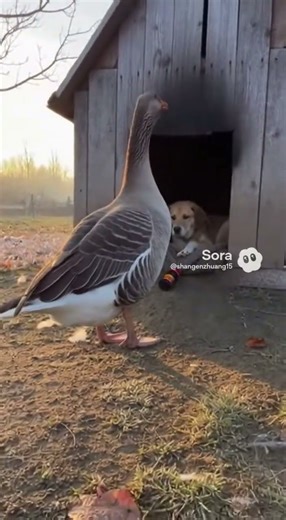 Goose Pranks Sleeping Dog with Realistic Firecracker Prank! 😂
