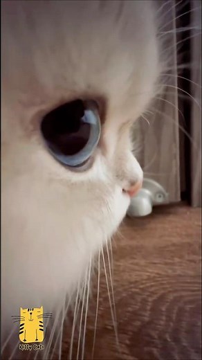Funny Cat & Cute Kittens675😻 #shorts #kucing #kucinglucu #funny #pet #cat #foryou #viral #viralvideo