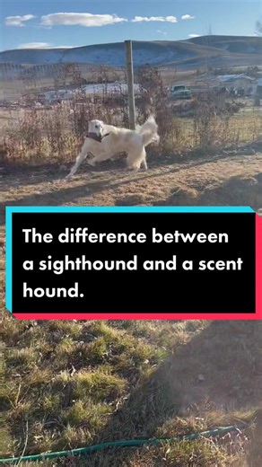 Diferencias entre Sighthounds y Scent Hounds