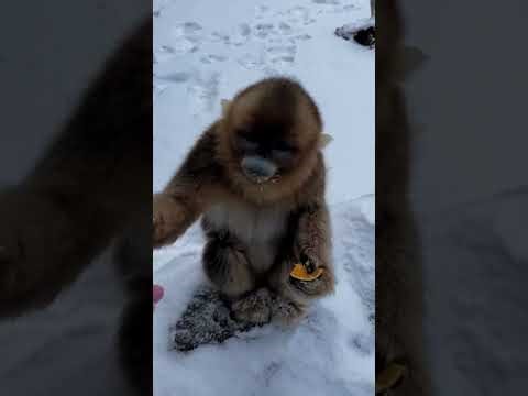 The Daily Life Activities of Golden Monkey Eps 42