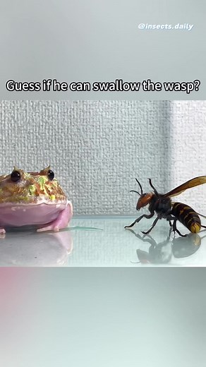Pacman Frog vs Wasp: A Fascinating Reaction
