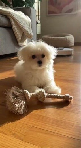 Brave Puppy vs Robot!