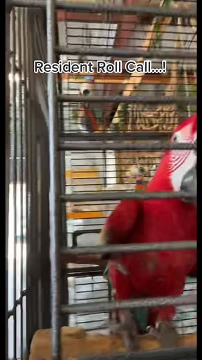 Meet the birds! #macaw #cockatoo #africangrey #quakerparrot