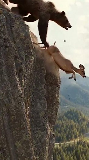 Bear Hunts Deer in Mountain Chase