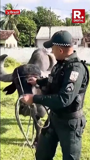 Marajo's Buffalo Mounted Police Patrols during COP30