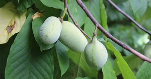 Gardening 101: Fruit trees