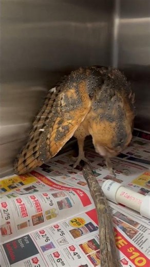 American Barn Owl toe dusting
