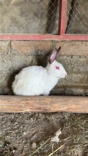 Cute White Rabbit Looking So Adorable 🐰❤️
