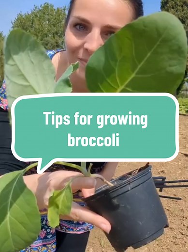 Effective Tips for Growing Broccoli in Your Garden