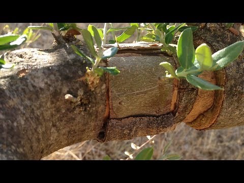 GRAFT Olive trees