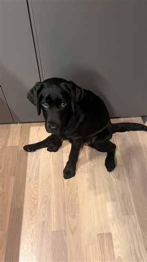 Caring for Your Labrador: Tips and Insights