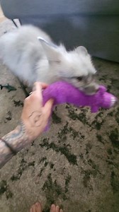 13K views · 419 reactions | Happy fox exept he eats my... | Jessica is Spoiled | Facebook