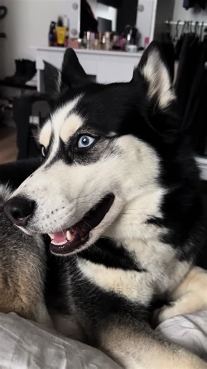 Jamnik