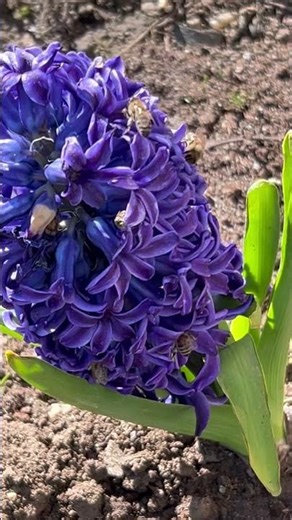 Hoverflies: Little pollinators on duty 💗