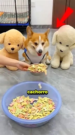 Dog throws a tantrum over two treats 😂🐶 #curious