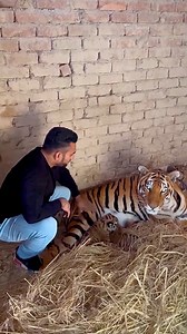 10K views · 30 reactions | Helping Tiger Cubs For Feed ❤️ Amazing #Animals #tigers #lions #wildlife #cute | ALi Khan AK | Facebook
