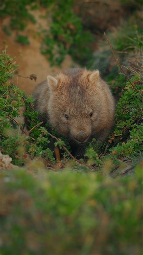 25K views · 343 reactions | Bare-nosed wombat doing some burrow maintenance 摒 #wombat #australia #australiananimals #cuteanimals #mammals #wildlife | Jeremy Films Things | Facebook
