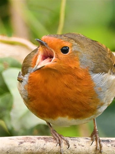 The Courting Rituals of Male Robins