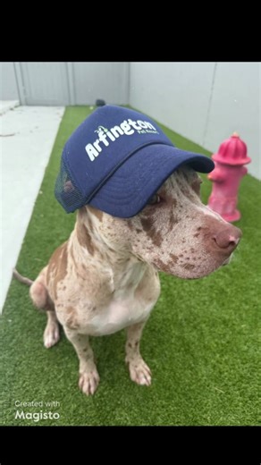 Meet Sweet Rocky, a resilient catahoula hound pit mix, whose striking markings are a testament to his unique spirit. Despite facing abandonment and a car accident, he's emerged stronger and is now ready to flourish in a forever home where he'll receive the love and care he deserves. With his people-friendly nature and a story of overcoming adversity, Sweet Rocky is poised to bring joy and inspiration to a new family. Please adopt this sweet boy. #dog #dogrescue #doggy #dogsofinstagram #doglife |