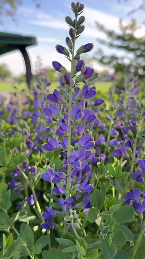 Baptisia!!! If you don’t have it in your garden, it’s one to add to your list (as long as you live in zone 4-9)! 😁🙌🌿