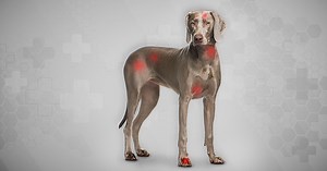 A complete guide to hot spots in dogs - Natural treatment