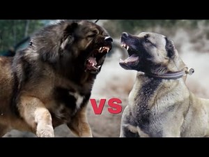 Caucasian Shepherd vs Kangal – Fight Comparison