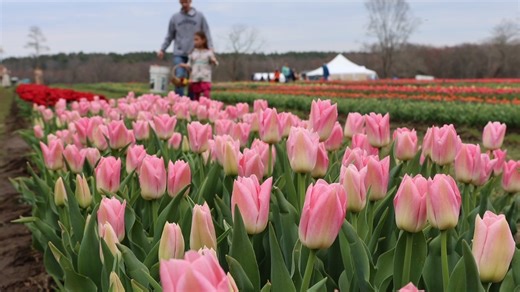 5 Connecticut flower farms where you can pick your own bouquet this spring