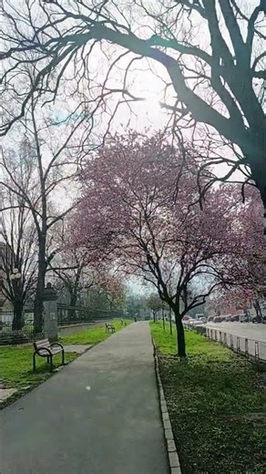 🌺 Spring Symphony: Blossoms, Colors & Pure Serenity 🍃