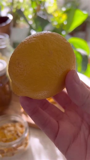 Kait Welch - Modern Hippie Habits on Instagram: "It’s citrus season! Let’s use *whole* lemons! 🍋 🍋 Dehydrated Lemon Peel: remove as much pith as possible, dehydrate at 135° until crunchy. Store in an airtight container. *Save the pith to make pectin! (Will share in a separate video.) 🍋 Candied Lemon Peels: Slice lemon peels into strips, boil for ten minutes to remove some bitterness, then drain. (Save that lemon water for cleaning!) Combine 1 part water and 1 part sugar to make a simple syrup