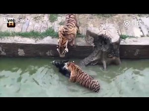 This is how the Chinese feed their tigers at the zoo