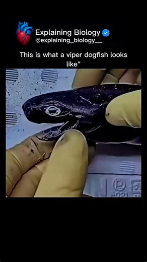 Explaining Biology on Instagram: "This looks like a monster… but it’s a real deep-sea shark Viper Dogfish One of the scariest creatures ever found in the ocean. • Needle-sharp teeth that stay visible • Glowing eyes built for total darkness • Jet-black skin for deep-sea camouflage • Lives over 1,000 meters below the surface Built to survive extreme pressure, freezing cold, and endless darkness. Nature doesn’t create monsters — it creates perfect predators. Would you dare see this in real life? Fo