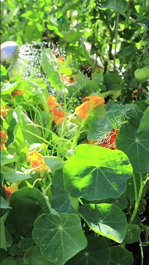 Living Mulch Improves Your Garden & Soil