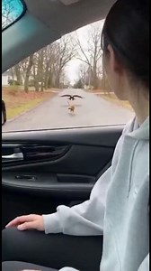 154M views · 1.5M reactions | Unexpected Passenger: Eagle's Delivery Unexpected Passenger: Eagle's Delivery Generated using Kling AI . . . (For entertainment purposes only. Consult professionals if guidance on activities is presented. No brand affiliation is implied if any are shown. If inspired by true events, creative adaptations may be included. Content may include public footage.) | Fabiosa Fitness | Facebook