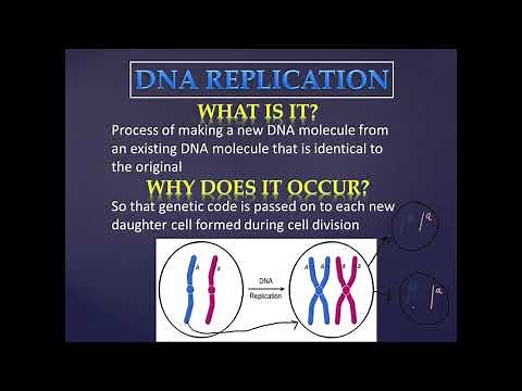 DNA Replication
