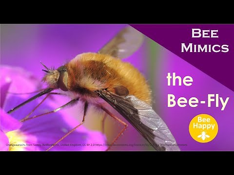 Bee Fly Bee Mimics