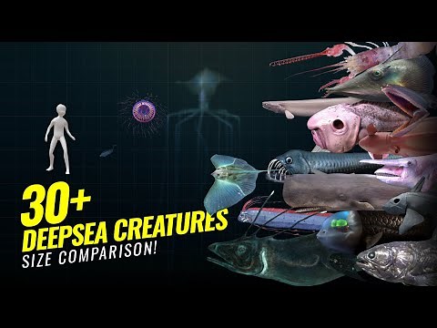 Deep Sea Monster Size Comparison: The Largest Creatures of the Abyss Revealed!